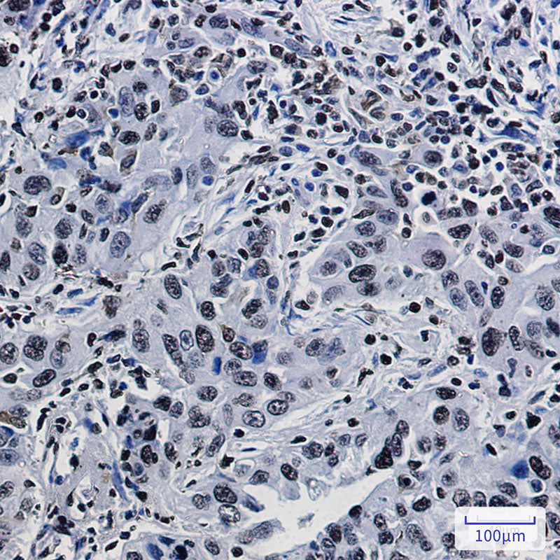 Anti-Histone H1.3 Rabbit Monoclonal Antibody