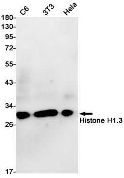 Anti-Histone H1.3 Rabbit Monoclonal Antibody