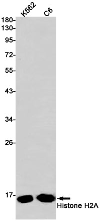 Anti-Histone H2A Rabbit Monoclonal Antibody