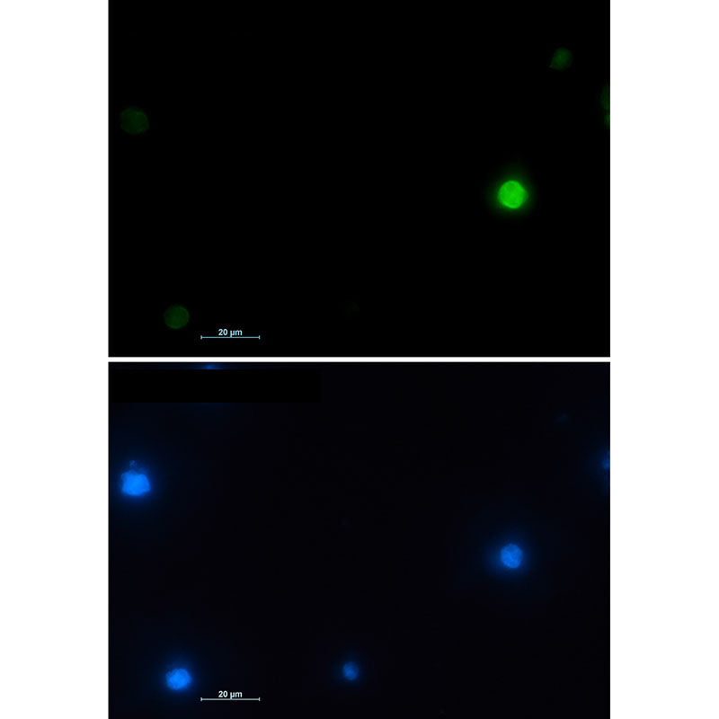 Anti-Histone H2A.X Rabbit Monoclonal Antibody