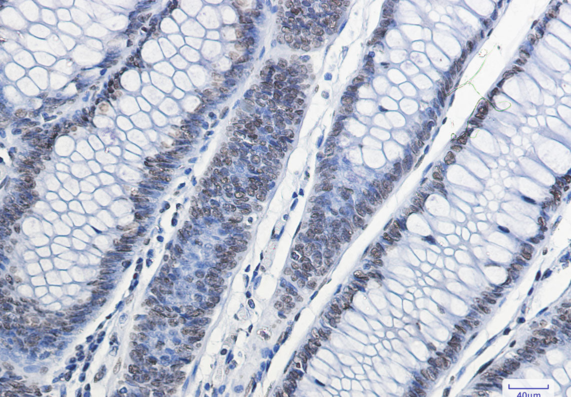 Anti-Histone H2A.X Rabbit Monoclonal Antibody