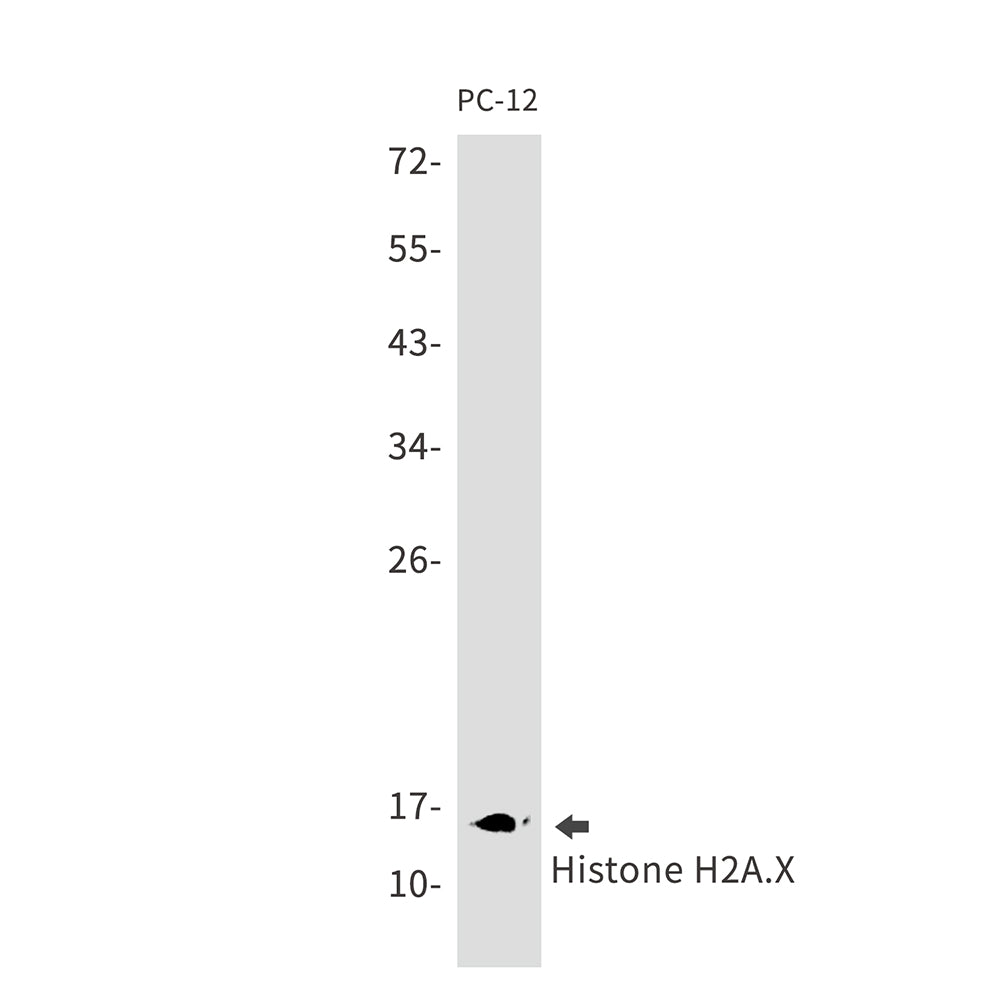 Anti-Histone H2A.X Rabbit Monoclonal Antibody
