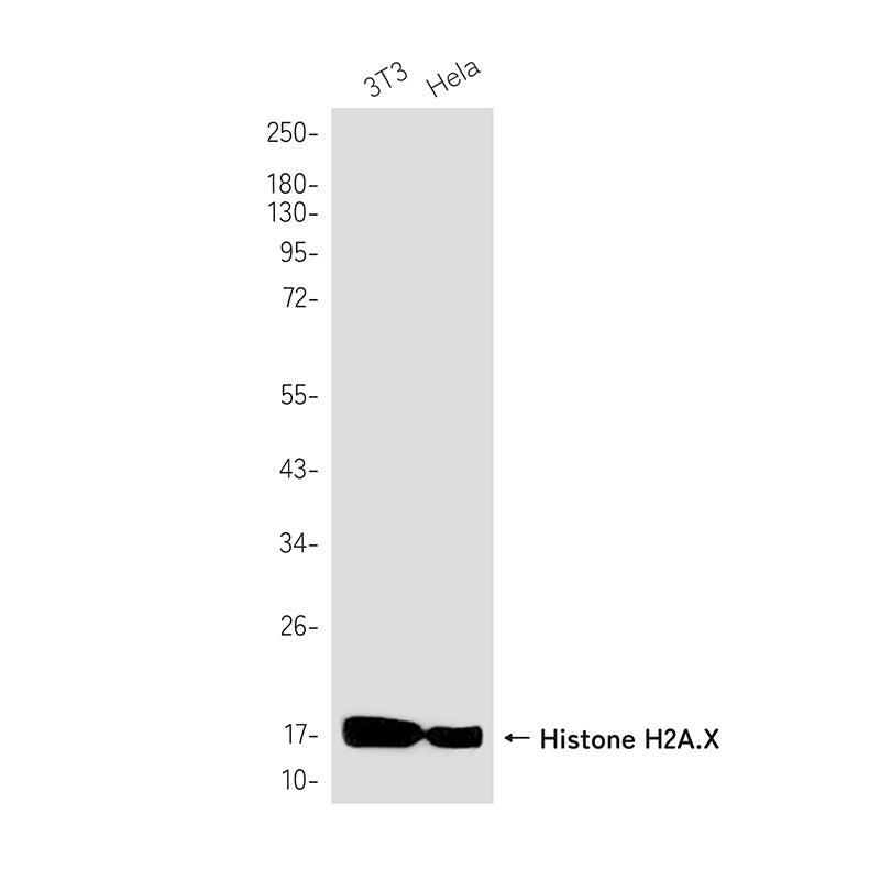 Anti-Histone H2A.X Rabbit Monoclonal Antibody