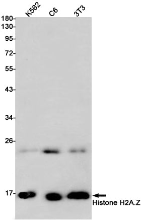 Anti-Histone H2A.Z Rabbit Monoclonal Antibody