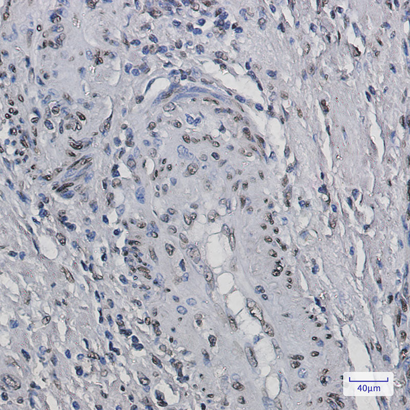 Anti-Histone H2B Rabbit Monoclonal Antibody
