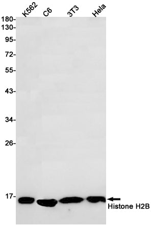 Anti-Histone H2B Rabbit Monoclonal Antibody
