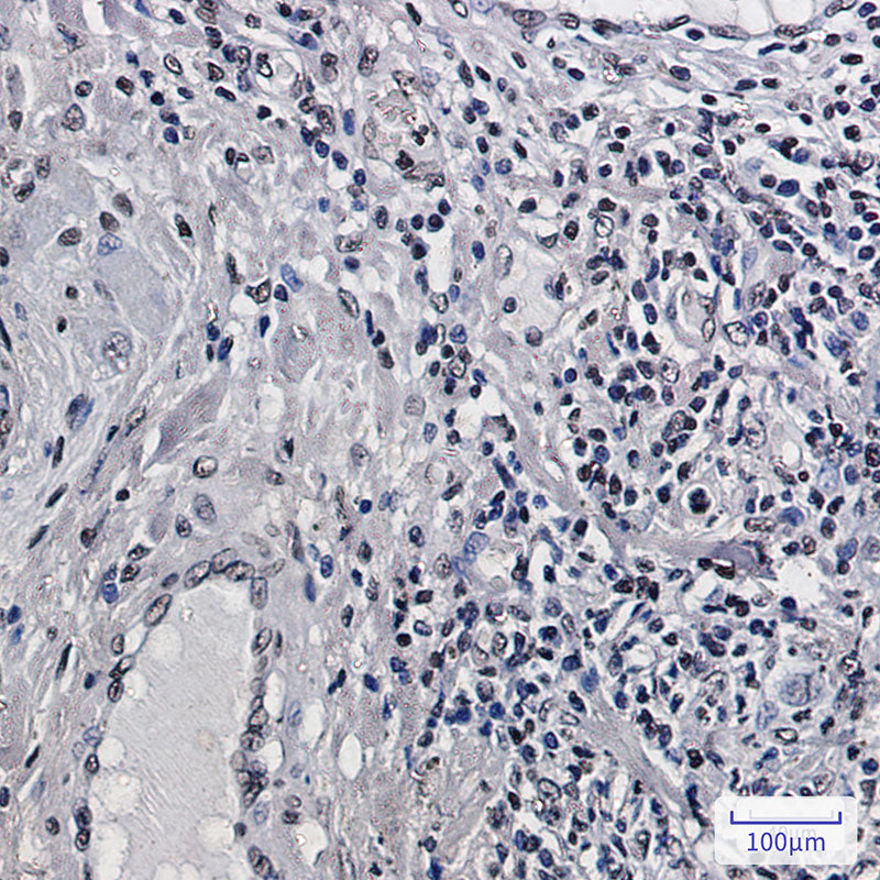 Anti-Histone H2B Rabbit Monoclonal Antibody