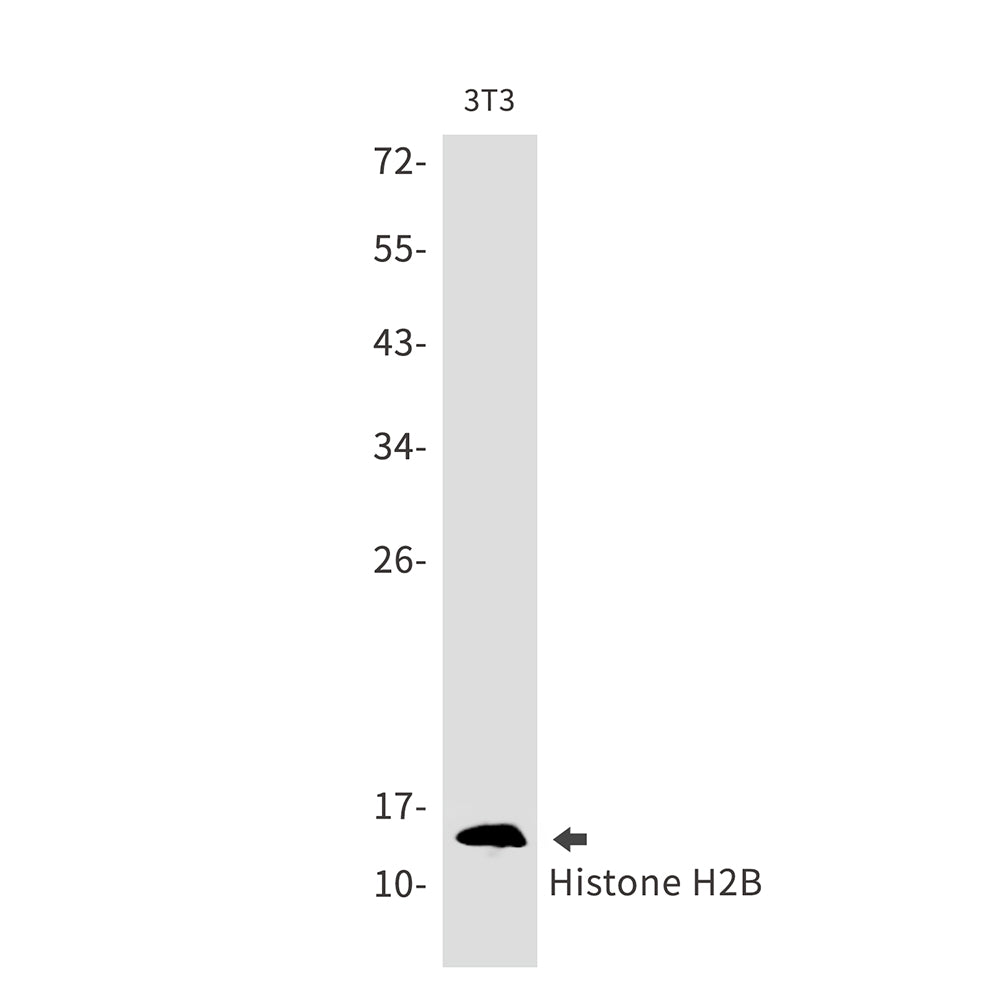 Anti-Histone H2B Rabbit Monoclonal Antibody