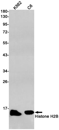 Anti-Histone H2B Rabbit Monoclonal Antibody