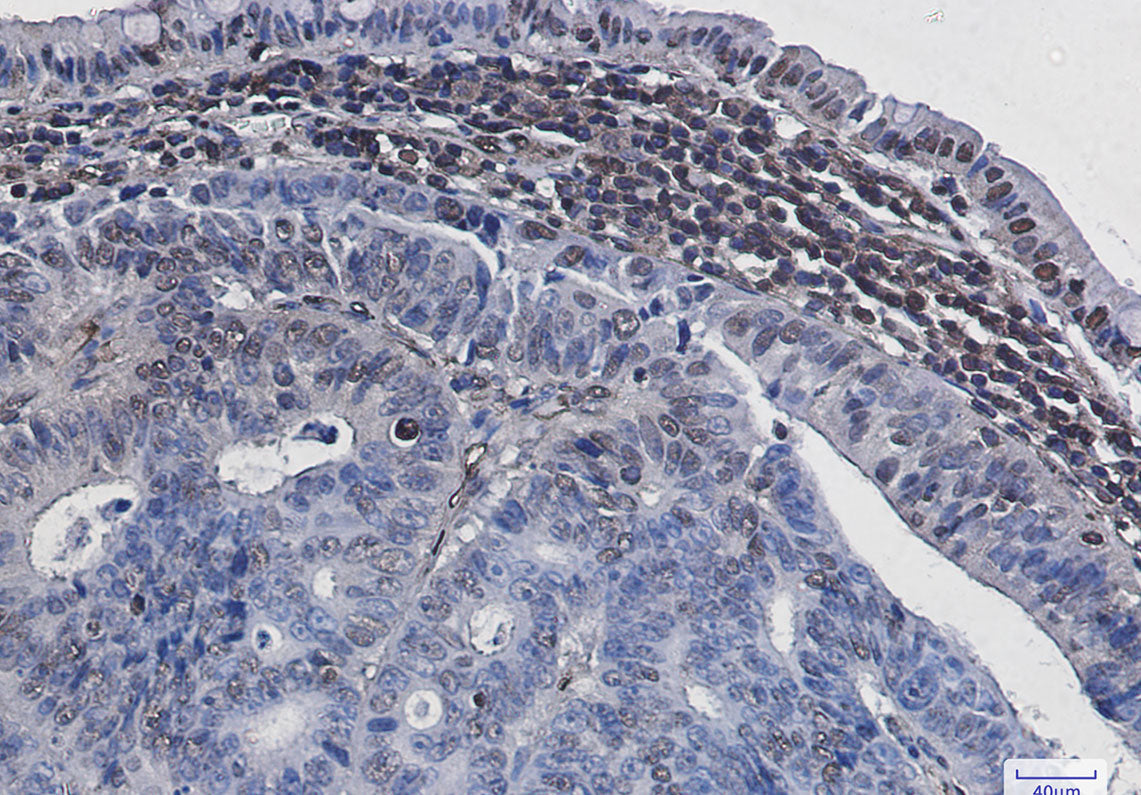 Anti-Phospho-Histone H3 (Ser28) Rabbit Monoclonal Antibody