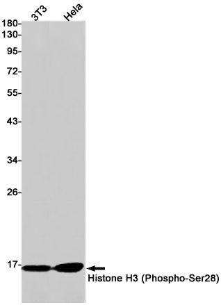 Anti-Phospho-Histone H3 (Ser28) Rabbit Monoclonal Antibody