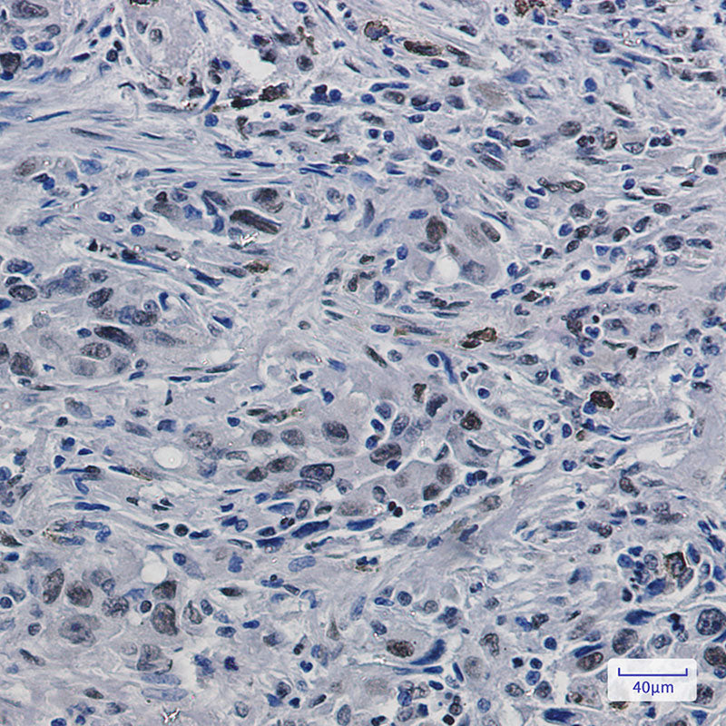 Anti-Histone H3.3 Rabbit Monoclonal Antibody