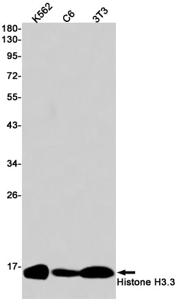 Anti-Histone H3.3 Rabbit Monoclonal Antibody