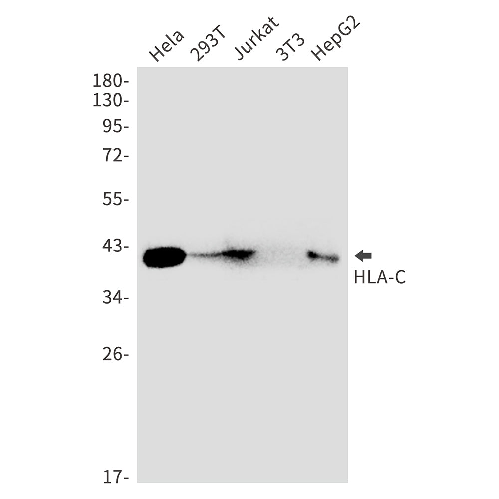 Anti-HLA C Rabbit Monoclonal Antibody