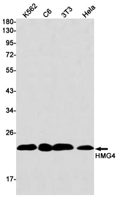 Anti-HMG4 Rabbit Monoclonal Antibody