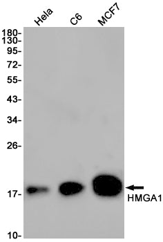 Anti-HMGA1 Rabbit Monoclonal Antibody