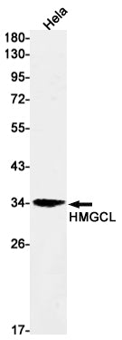 Anti-HMGCL Rabbit Monoclonal Antibody