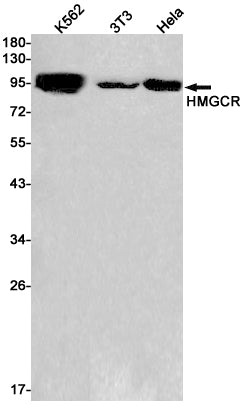 Anti-HMGCR Rabbit Monoclonal Antibody