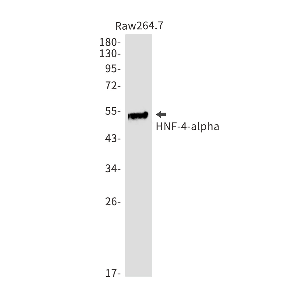 Anti-HNF 4 alpha Rabbit Monoclonal Antibody