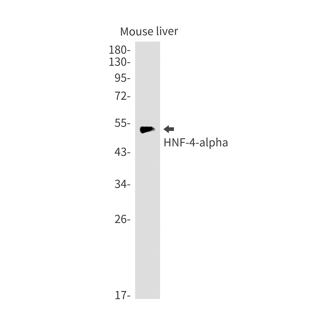 Anti-HNF 4 alpha Rabbit Monoclonal Antibody