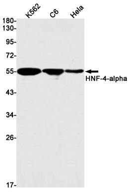 Anti-HNF 4 alpha Rabbit Monoclonal Antibody