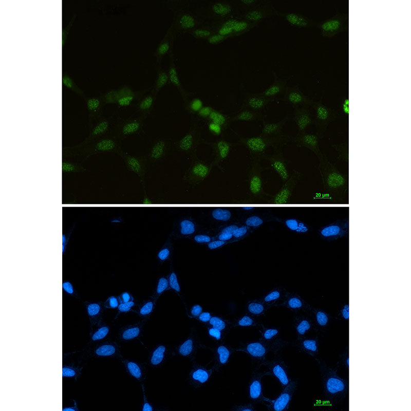 Anti-hnRNP G Rabbit Monoclonal Antibody