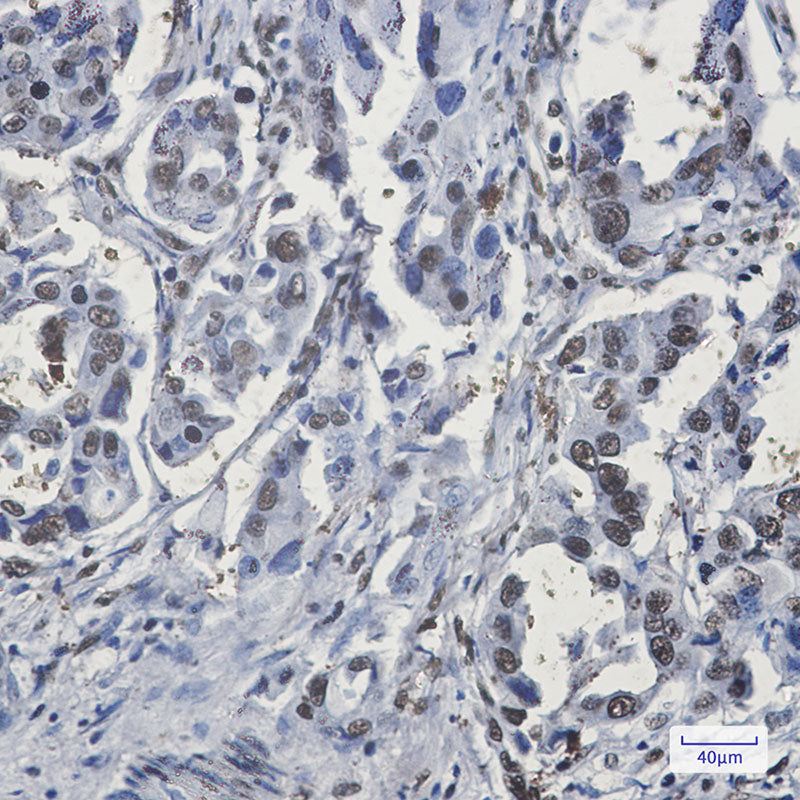 Anti-hnRNP G Rabbit Monoclonal Antibody