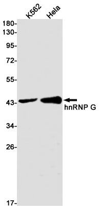 Anti-hnRNP G Rabbit Monoclonal Antibody