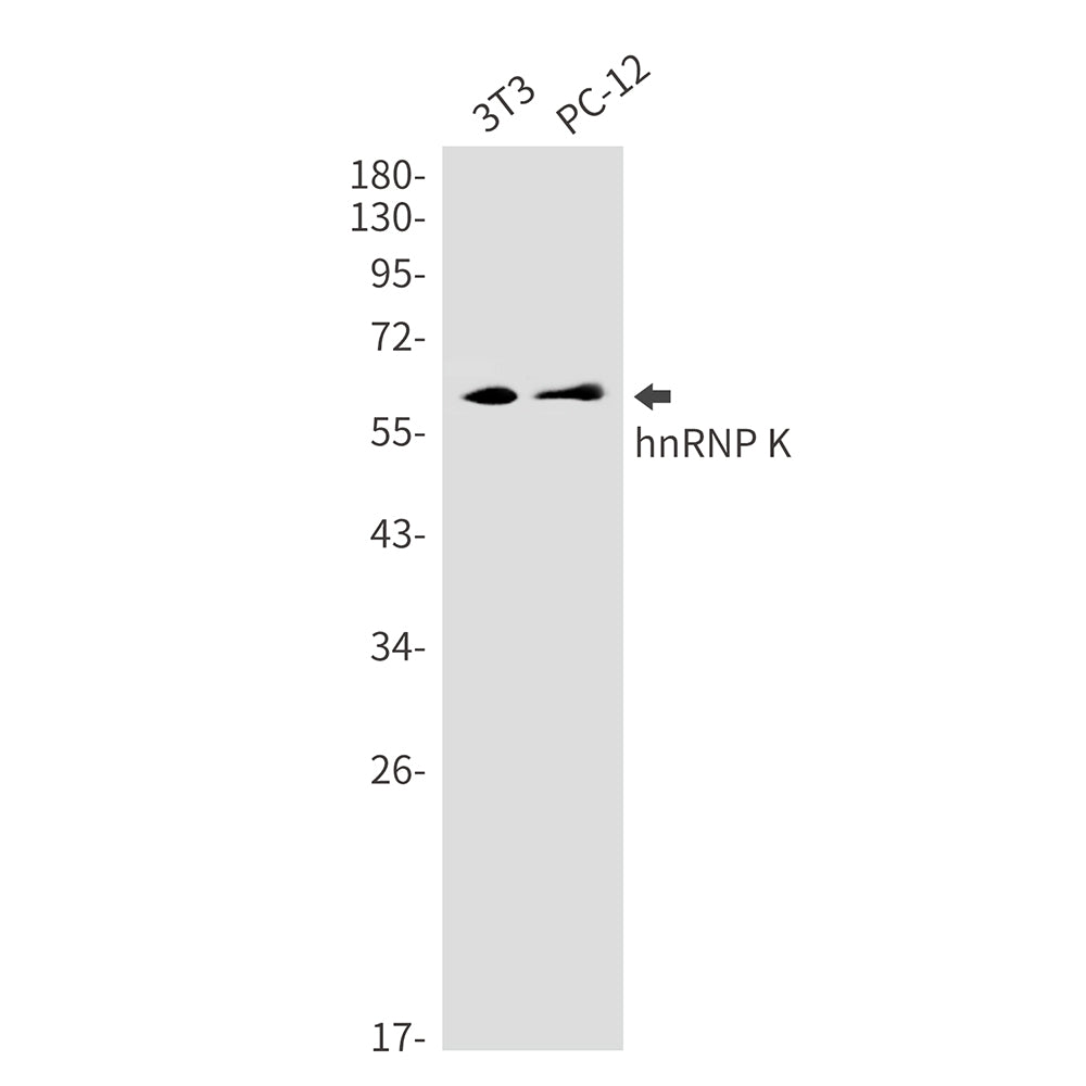 Anti-hnRNP K Rabbit Monoclonal Antibody
