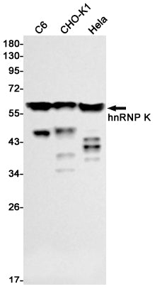Anti-hnRNP K Rabbit Monoclonal Antibody