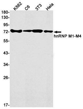 Anti-hnRNP M Rabbit Monoclonal Antibody