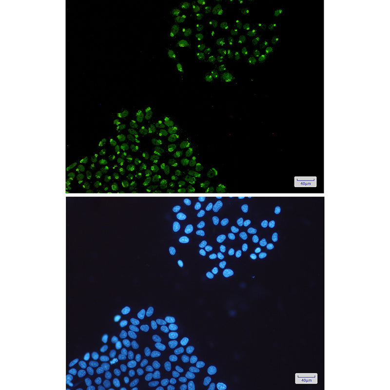 Anti-hnRNP Q Rabbit Monoclonal Antibody