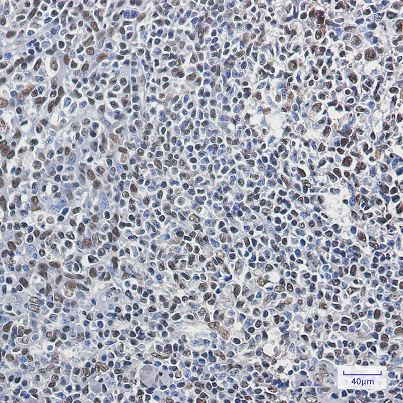 Anti-hnRNP Q Rabbit Monoclonal Antibody