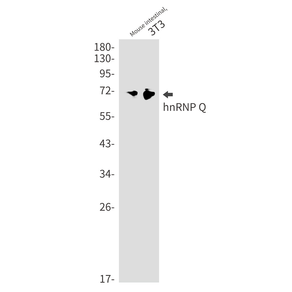 Anti-hnRNP Q Rabbit Monoclonal Antibody