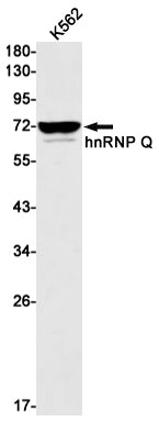 Anti-hnRNP Q Rabbit Monoclonal Antibody