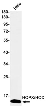 Anti-HOPX Rabbit Monoclonal Antibody