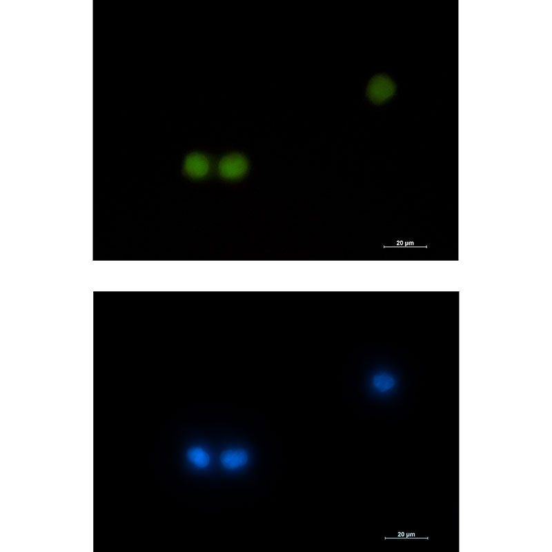 Anti-HOXB4 Rabbit Monoclonal Antibody