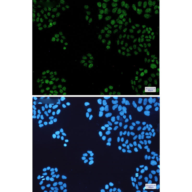 Anti-HP1 alpha Rabbit Monoclonal Antibody