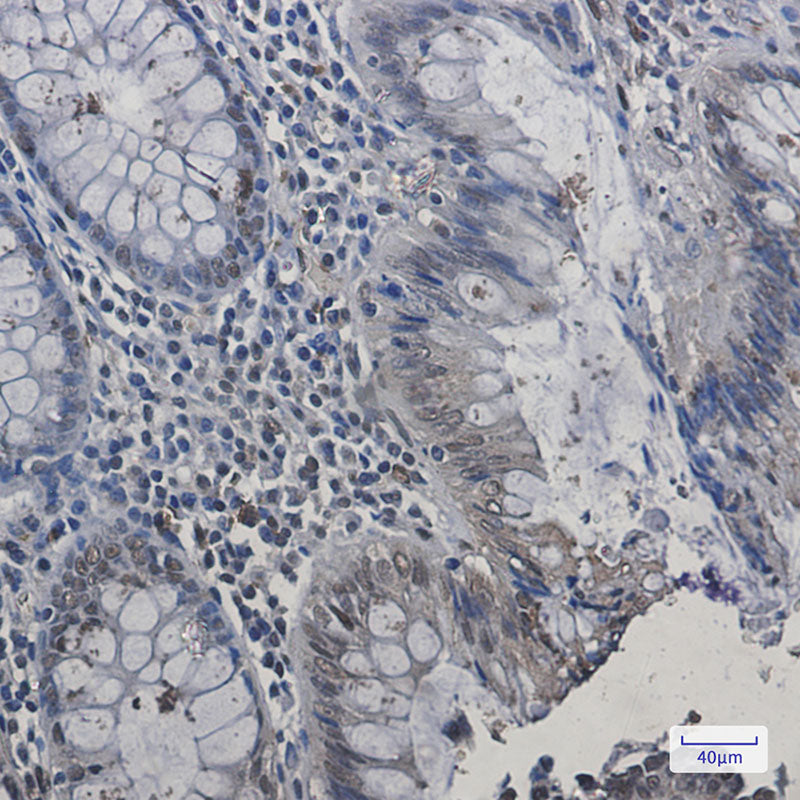 Anti-HP1 alpha Rabbit Monoclonal Antibody