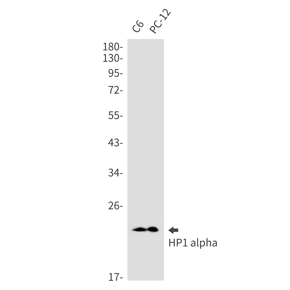 Anti-HP1 alpha Rabbit Monoclonal Antibody