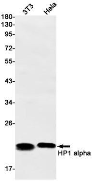Anti-HP1 alpha Rabbit Monoclonal Antibody