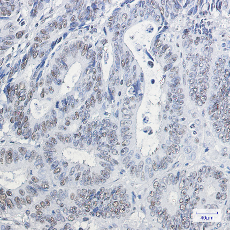 Anti-HP1 gamma Rabbit Monoclonal Antibody