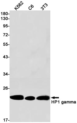 Anti-HP1 gamma Rabbit Monoclonal Antibody