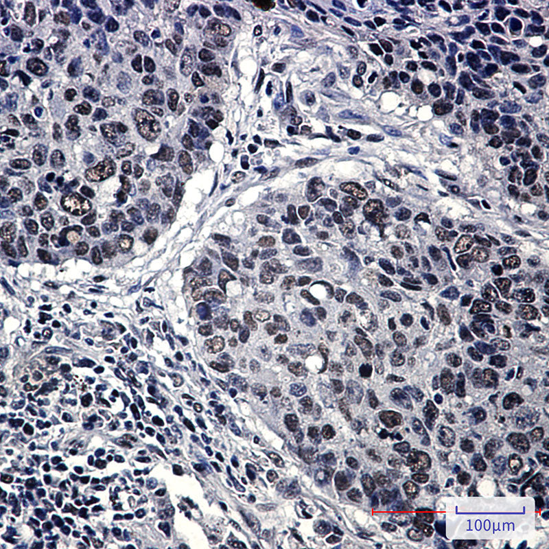 Anti-HP1 gamma Rabbit Monoclonal Antibody