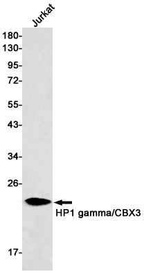 Anti-HP1 gamma Rabbit Monoclonal Antibody