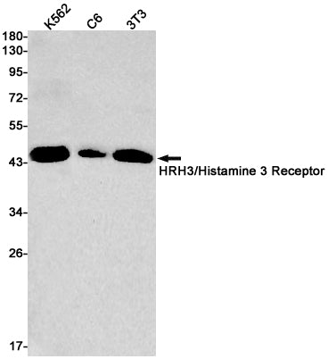 Anti-HRH3 Rabbit Monoclonal Antibody