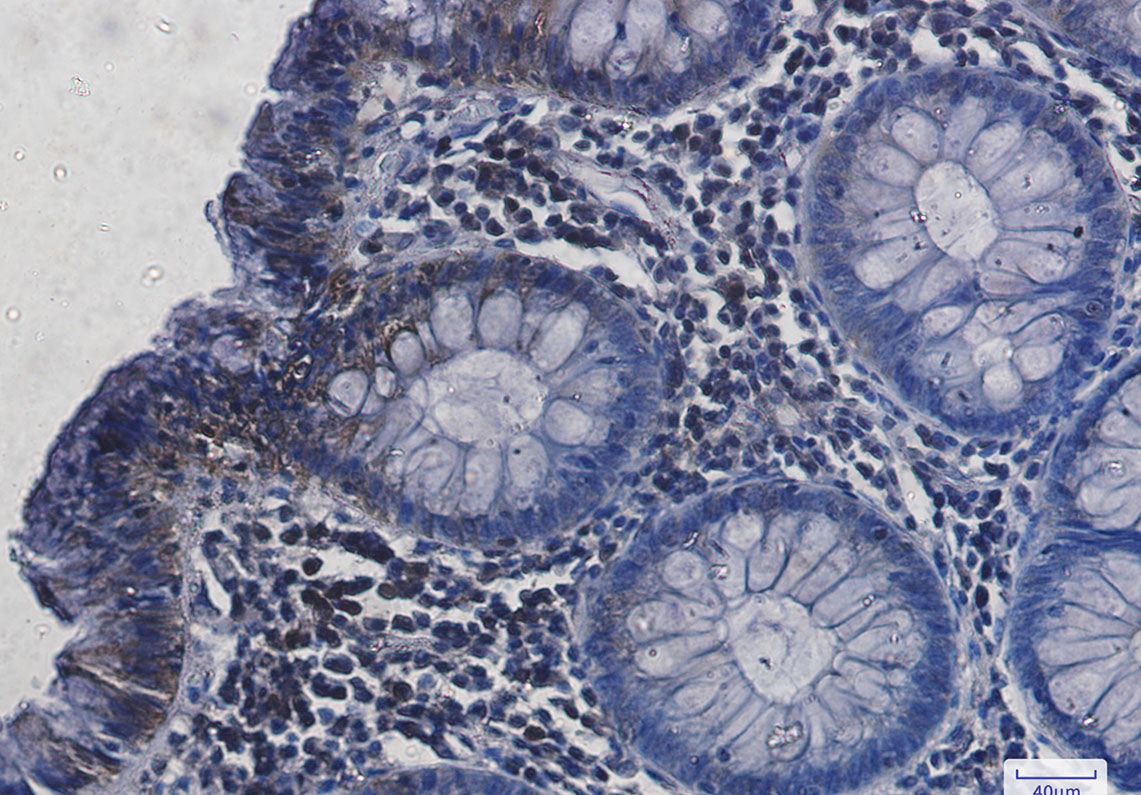 Anti-Hsc70 Rabbit Monoclonal Antibody