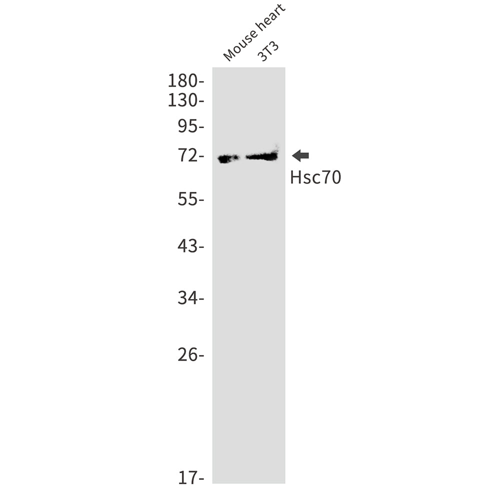 Anti-Hsc70 Rabbit Monoclonal Antibody