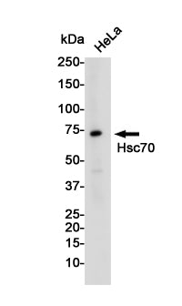 Anti-Hsc70 Rabbit Monoclonal Antibody