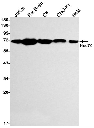 Anti-Hsc70 Rabbit Monoclonal Antibody